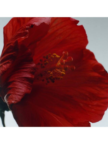 Jo Malone London Red Hibiscus Cologne Intense