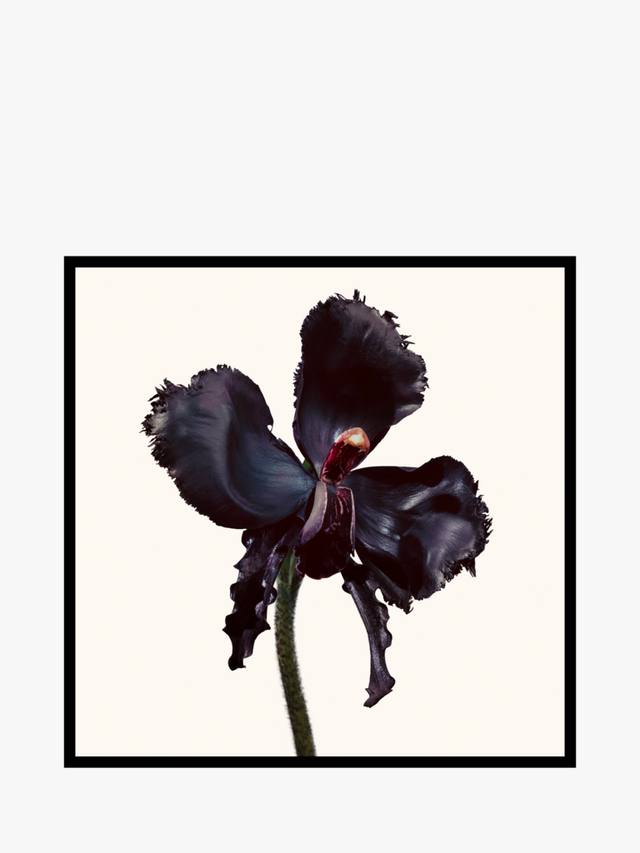 TOM FORD Black Orchid Reserve Parfum