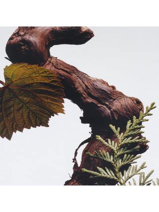 Jo Malone London Cypress & Grapevine Cologne Intense