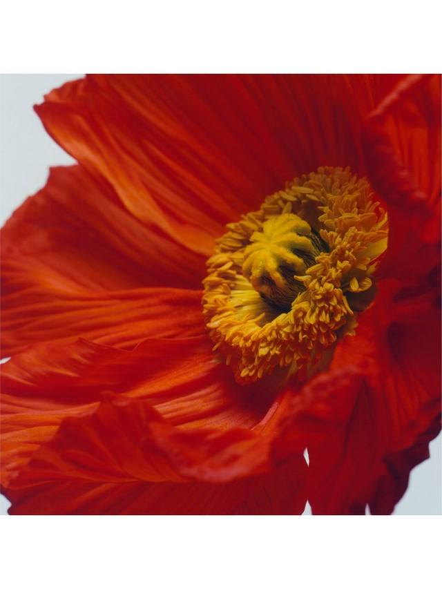 Jo Malone London Scarlet Poppy Cologne Intense