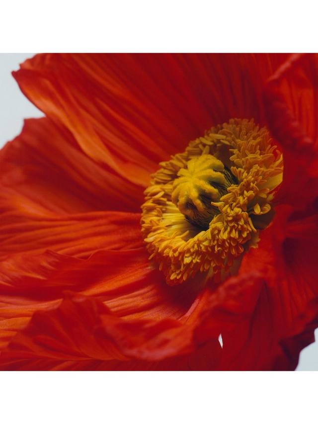 Jo Malone London Scarlet Poppy Cologne Intense