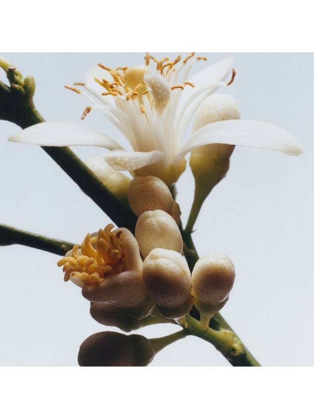 Jo Malone London Orange Blossom Cologne