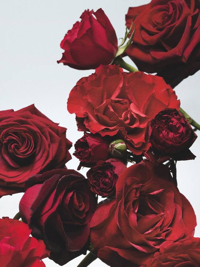 Jo Malone London Red Roses Cologne