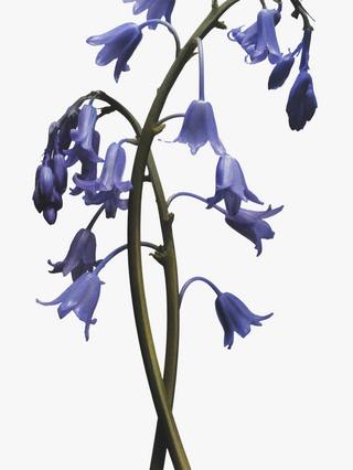 Jo Malone London Wild Bluebell Cologne