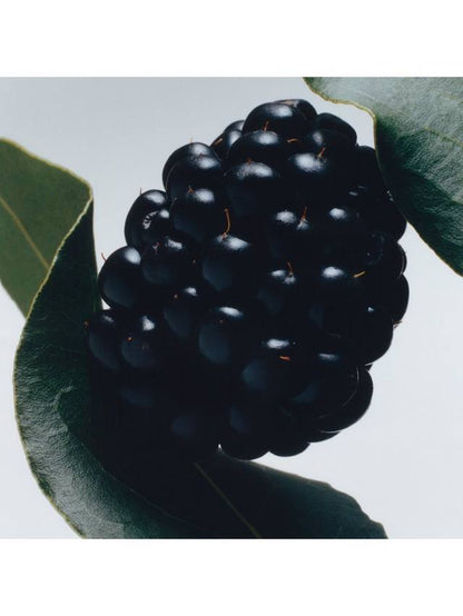 Jo Malone London Blackberry & Bay Cologne