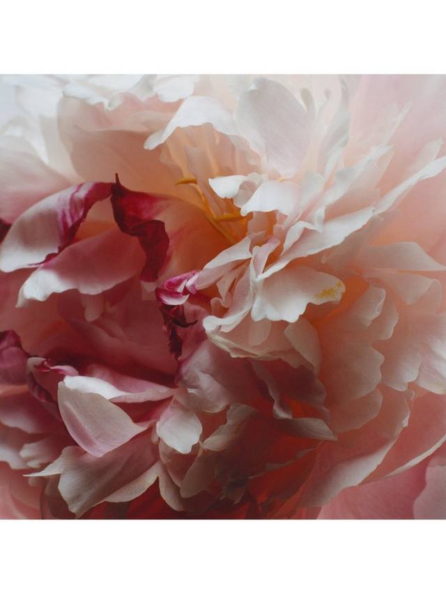 Jo Malone London Peony & Blush Suede Cologne