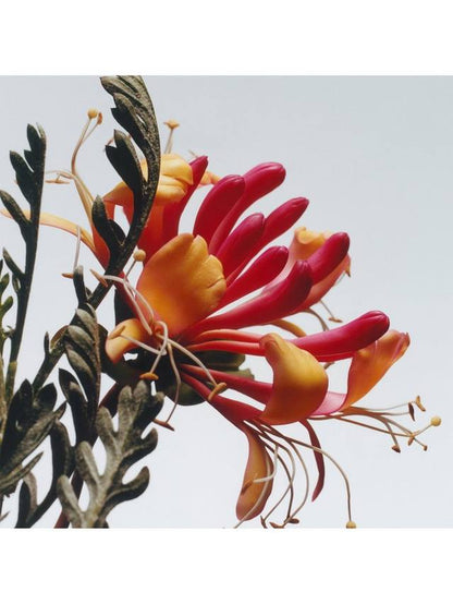 Jo Malone London Honeysuckle & Davana Cologne