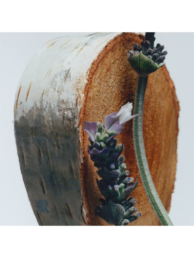 Jo Malone London Silver Birch & Lavender Cologne