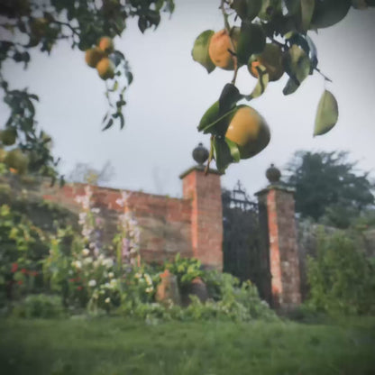 Jo Malone London English Pear and Sweet Pea Cologne